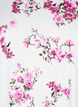T-Shirt mit floralem Print, B. W. Pink Flower, Packshot image number 2